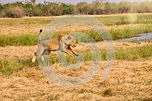 A leaping lion Panthera leo in Botswana.