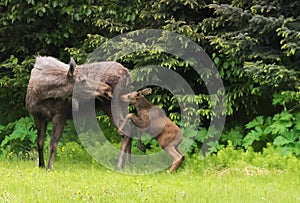 Leaping Moose Calf