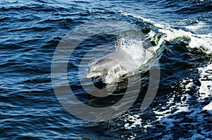 Leaping Porpoise Charlotte Harbor