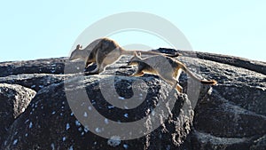 Leaping rock-wallabies