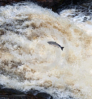 Leaping Salmon photo