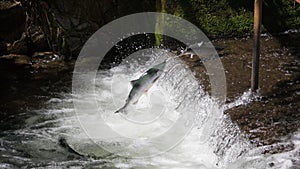 Leaping Sockeye Salmon at Weir