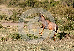 A leaping Topi antelope