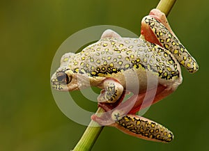 Leaping tree frog