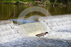 Leaping Up the River: Salmon Fall Migration