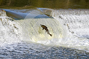 Leaping Up the River: Salmon Fall Migration