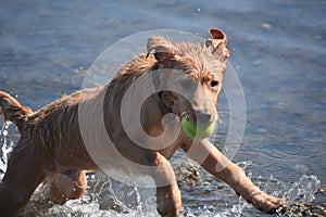Leaping Wet Toller Puppy Dog in the Water with a Tennis Ball