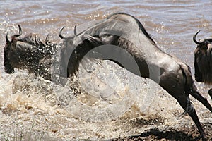 Leaping Wildebeest
