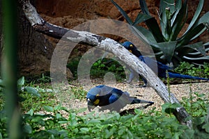 Lear`s macaw