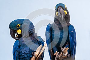 Lear`s Macaw Anodorhynchus lear is standing on the branch