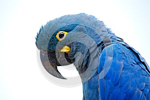 Lear`s Macaw, Anodorhynchus leari, Indigo blue macaw, detail portrait in nature. Rare endemic big blue bird with orange black eye