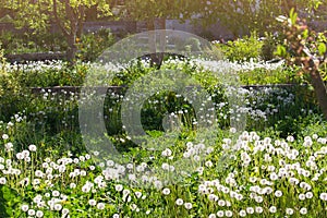 Ð¡learing of white meadow dandelions on sunny day in garden or forest with trees. Background to express spring mood. Blowball