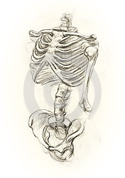 Learning drawing skeleton