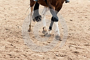 Learning Horseback Riding. Instructor teaches teen Equestrian