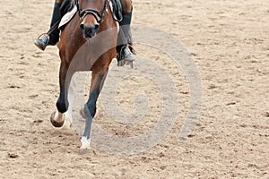 Learning Horseback Riding. Teaches Equestrian sport.