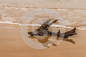 Learning to swim. Stick at the seaside