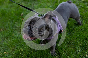 On a leash french bulldog walking in the park on the lawn