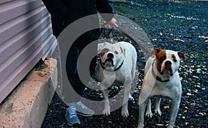 On a leash two large fighting dogs