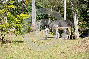 A leashed donkey on a field