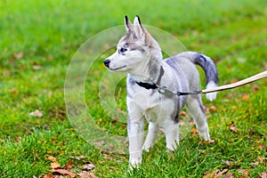 Leashed Husky dog stands in grass