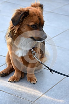 Leashed puppy dog is waiting for his owner