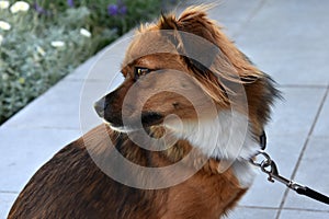 Leashed puppy dog is waiting for his owner