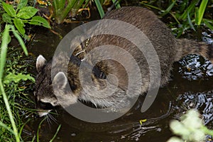 A leashed Raccoon sniffles in water.