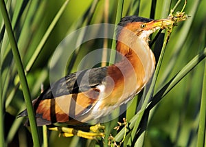 Least Bittern