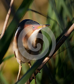 Least Bittern