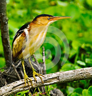 Least Bittern