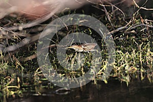 Least Bittern (Ixobrychus exilis) Wakodahatchee Wetlands Florida USA photo