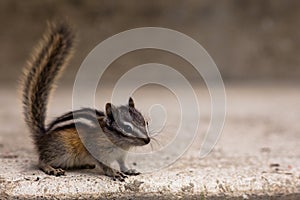 Least Chipmunk