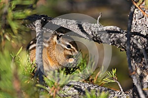 Least Chipmunk Eating Nuts