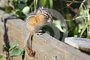 Least Chipmunk Eating a Seed - Alberta, Canada