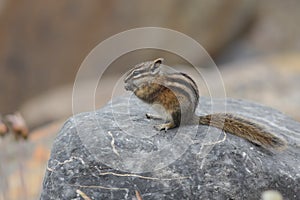 Least Chipmunk eating a seed - Jasper National Park, Canada