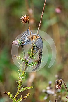 Least Chipmunk Eating Thistle Flowers