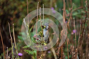 Least Chipmunk Eating Thistle Flowers