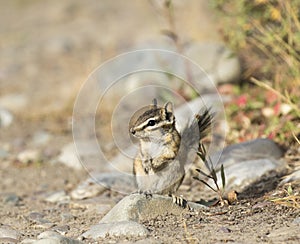 LEAST CHIPMUNK ON GROUND STOCK IMAGE