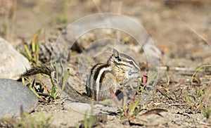 LEAST CHIPMUNK ON GROUND STOCK IMAGE