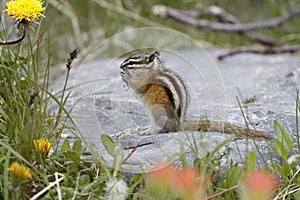 Least Chipmunk - Jasper National Park