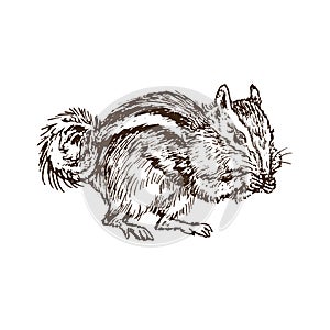 The least chipmunk Neotamias minimus, woodcut style ink illustration photo