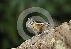 Least Chipmunk on a rock