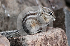 Least Chipmunk on a Rock