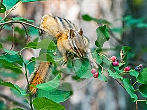 Least Chipmunk On Saskatoon Bush