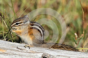 Least Chipmunk (Tamias minimus)