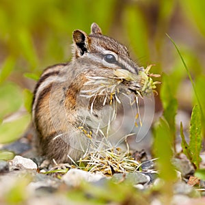 Least Chipmunk Tamias minimus foraging dandelions