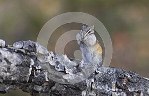 Least chipmunk on tree linb