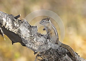 Least chipmunk on tree linb