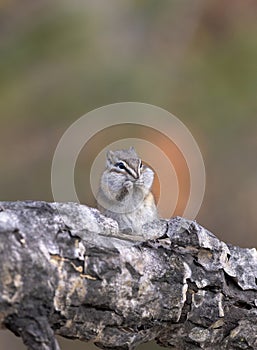 Least chipmunk on tree linb