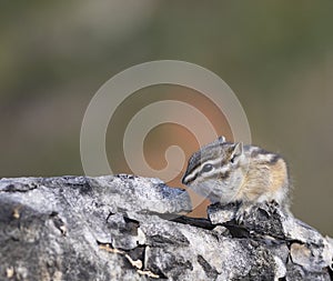 Least chipmunk on tree linb